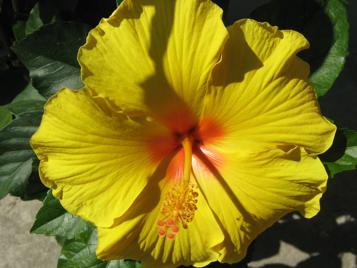 Picture My plants 4396