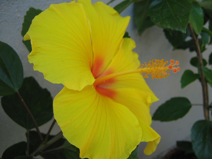 Picture My plants 4415