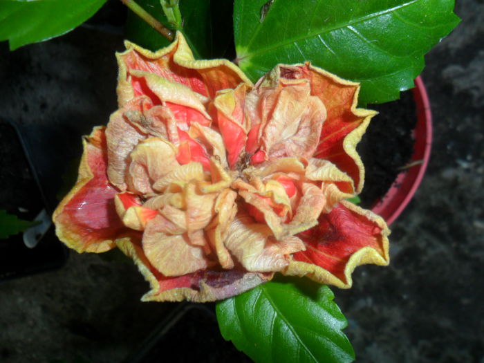 SAM_7457 - hibiscusi 2015-4