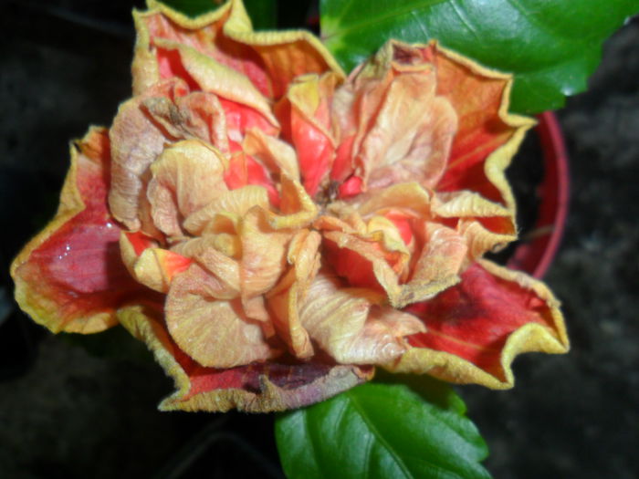 SAM_7458 - hibiscusi 2015-4