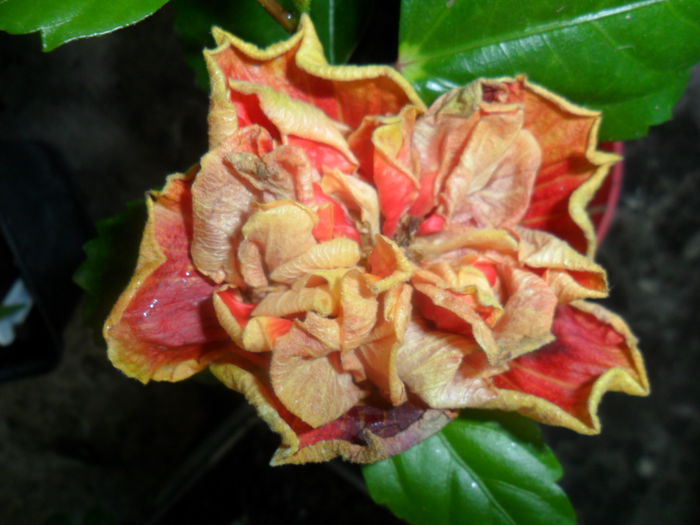 SAM_7459 - hibiscusi 2015-4