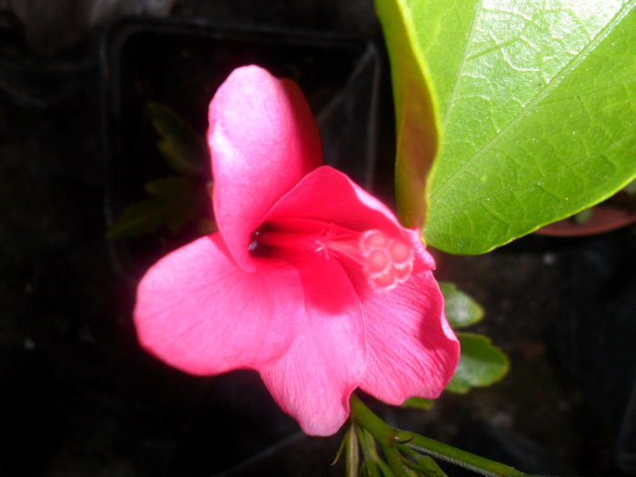 SAM_7464 - hibiscusi 2015-4