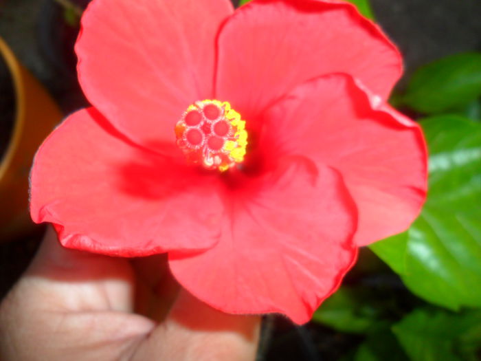 SAM_7465 - hibiscusi 2015-4