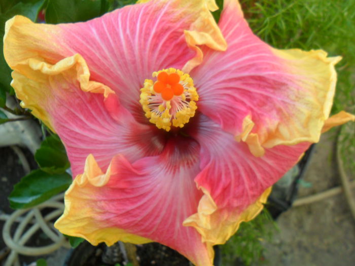 tahitian kristy my darling - hibiscusi 2015-4