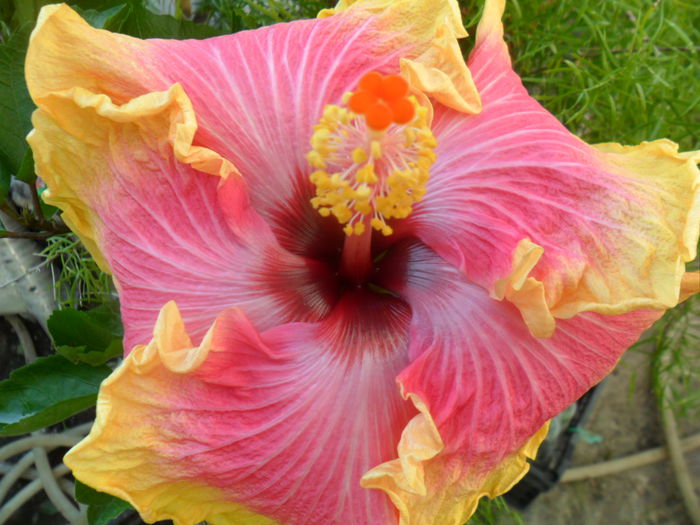 SAM_7468 - hibiscusi 2015-4