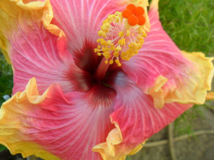 SAM_7469 - hibiscusi 2015-4