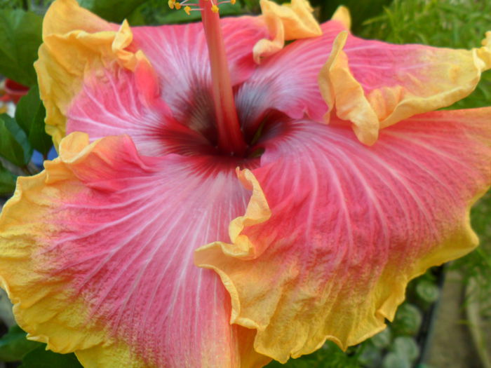 SAM_7472 - hibiscusi 2015-4