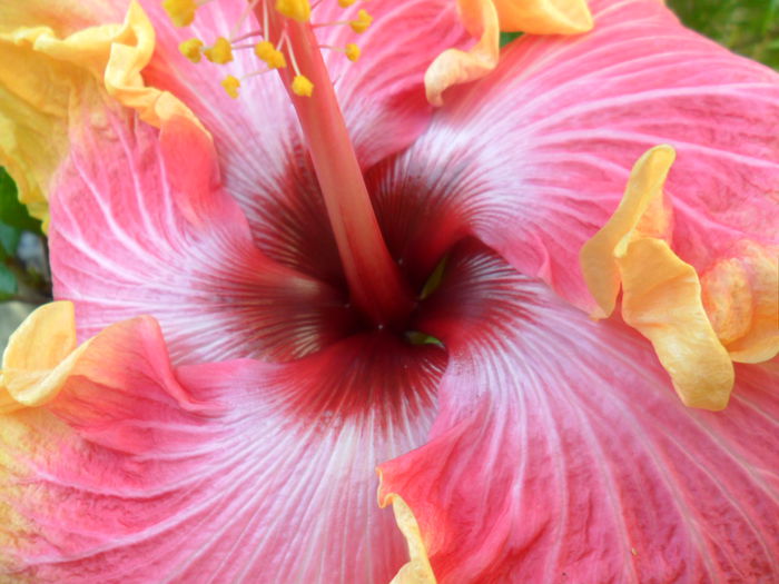 SAM_7473 - hibiscusi 2015-4