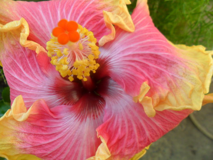 SAM_7474 - hibiscusi 2015-4