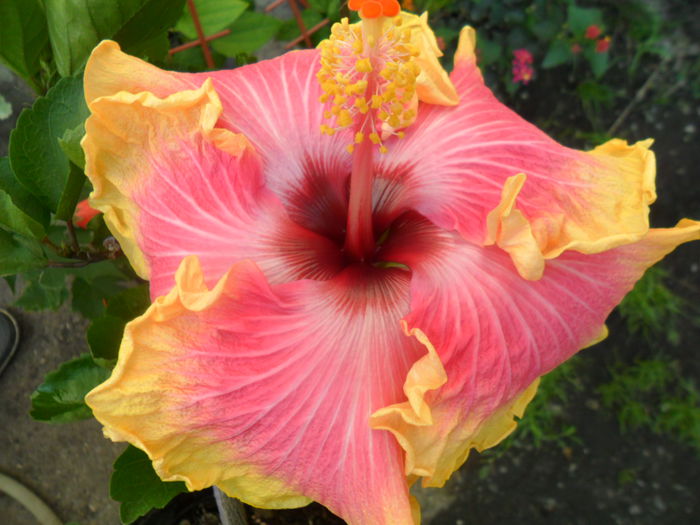 SAM_7476 - hibiscusi 2015-4