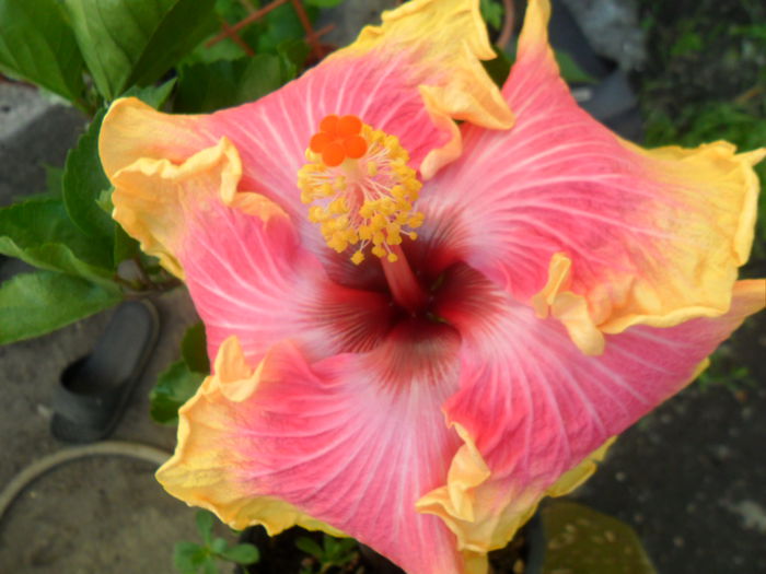 SAM_7478 - hibiscusi 2015-4