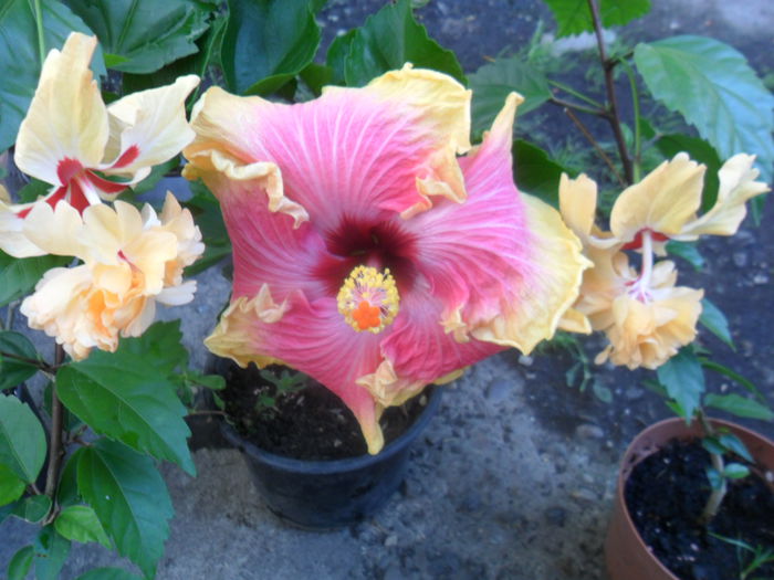 SAM_7480 - hibiscusi 2015-4