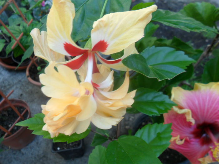 SAM_7482 - hibiscusi 2015-4