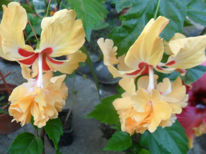 SAM_7486 - hibiscusi 2015-4