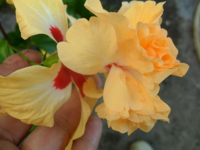 SAM_7488 - hibiscusi 2015-4