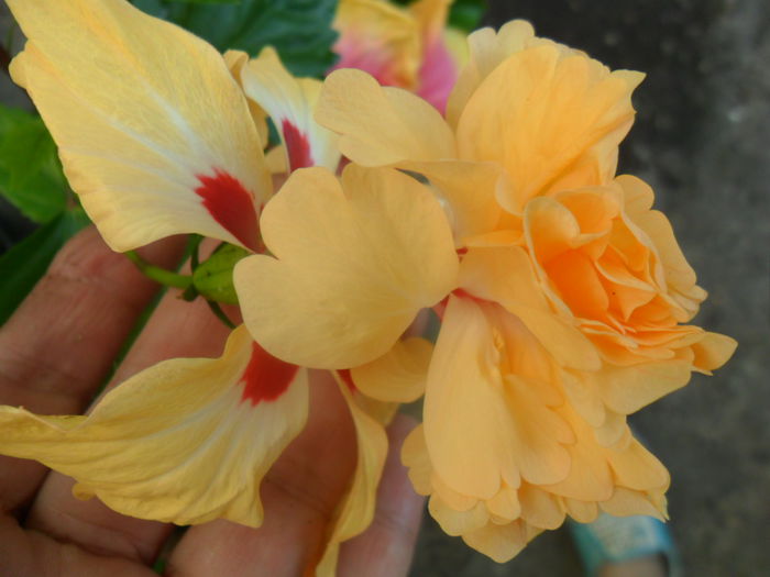 SAM_7489 - hibiscusi 2015-4