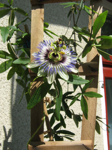 Picture My plants 4404