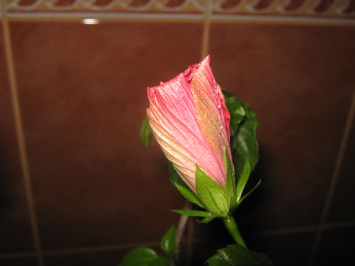 Picture My plants 2350 - Hibi Classic Rosa