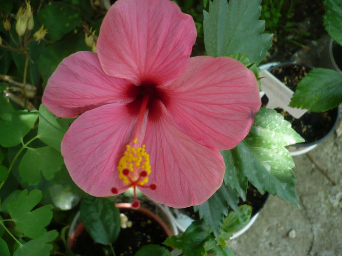 P1230164 - HIBISCUSI 2015-1