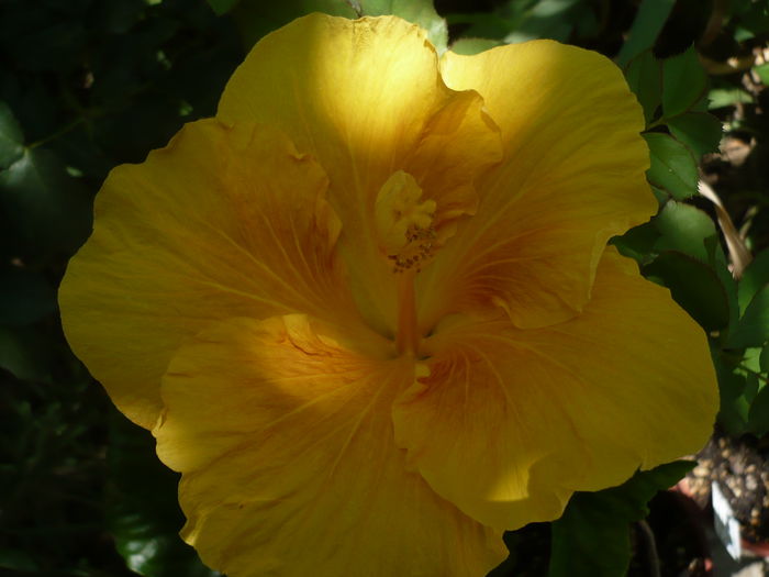 P1230165 - HIBISCUSI 2015-1