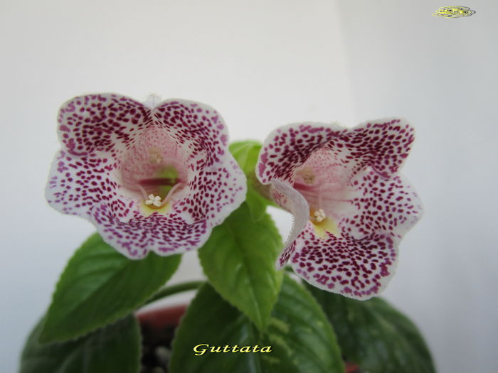 Guttata2 (18-07-2015)