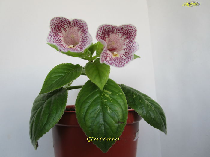 Guttata3 (18-07-2015) - Sinningii 2015