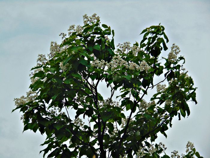 DSC08547