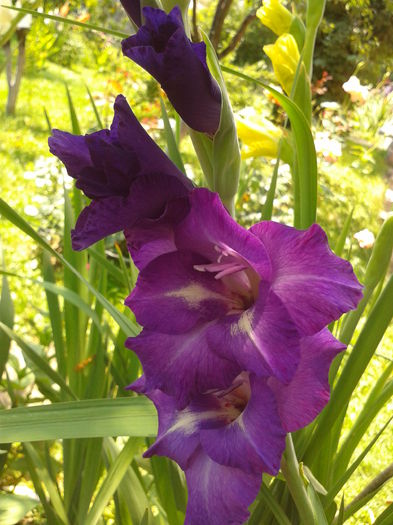 Fotografie0006 - AAAA_GLADIOLE 2015_2017_2018_2019