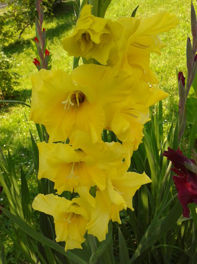 Fotografie0012 - AAAA_GLADIOLE 2015_2017_2018_2019