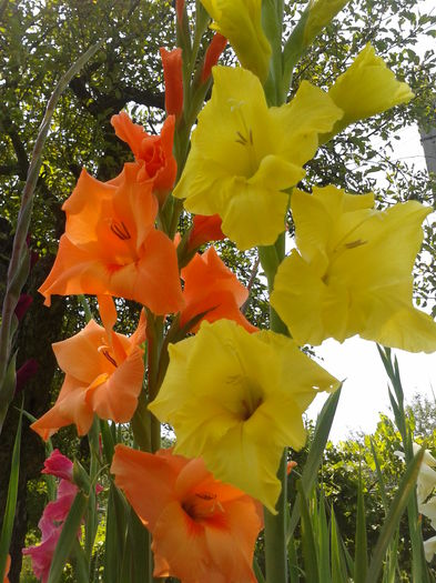 Fotografie0016 - AAAA_GLADIOLE 2015_2017_2018_2019