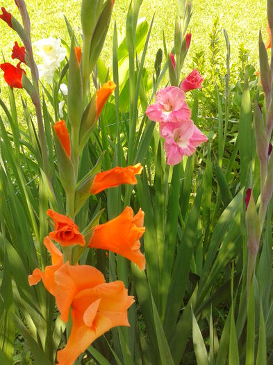 Fotografie0017 - AAAA_GLADIOLE 2015_2017_2018_2019