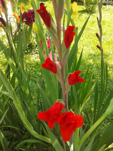 Fotografie0018 - AAAA_GLADIOLE 2015_2017_2018_2019