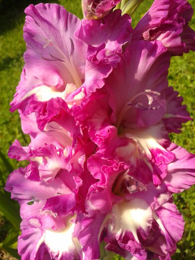 Fotografie0022 - AAAA_GLADIOLE 2015_2017_2018_2019