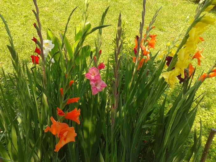 Fotografie0023 - AAAA_GLADIOLE 2015_2017_2018_2019