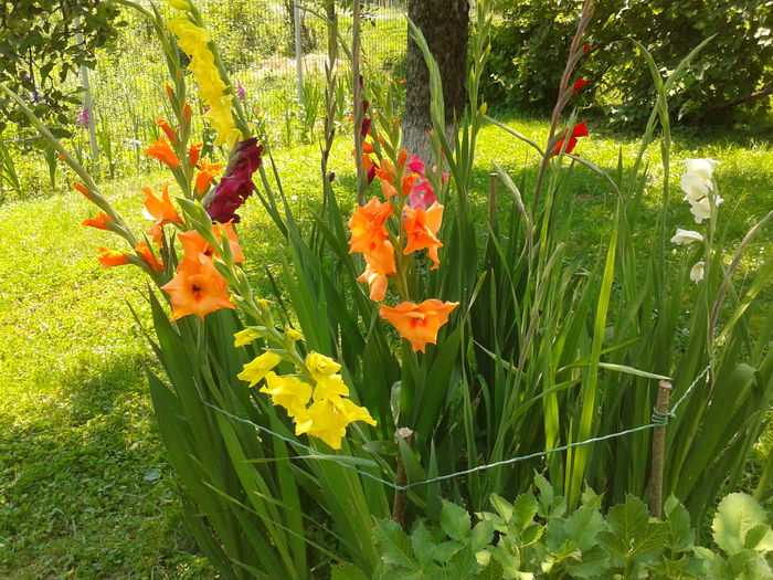 Fotografie0024 - AAAA_GLADIOLE 2015_2017_2018_2019