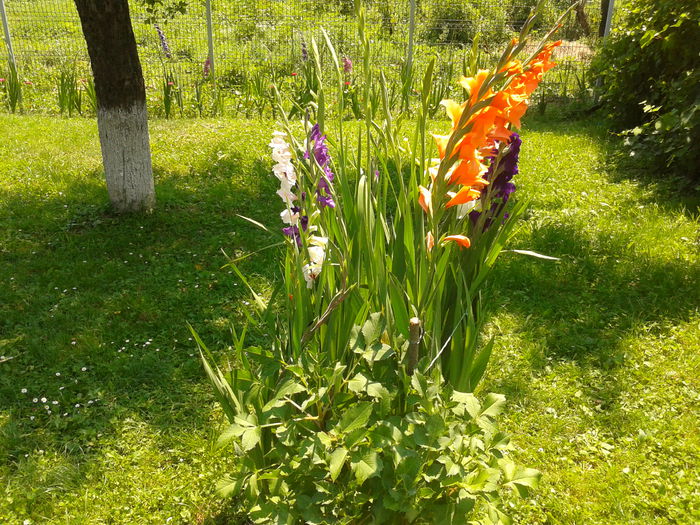 Fotografie0025 - AAAA_GLADIOLE 2015_2017_2018_2019
