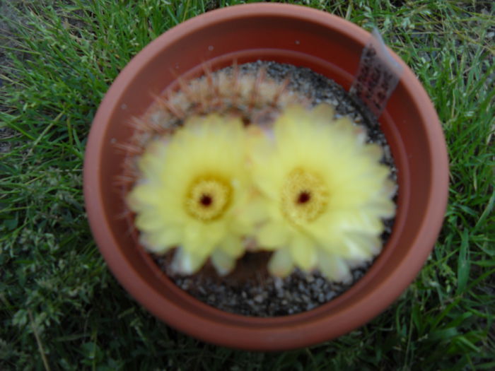 6.07.015 - Cactusi 2015-2020