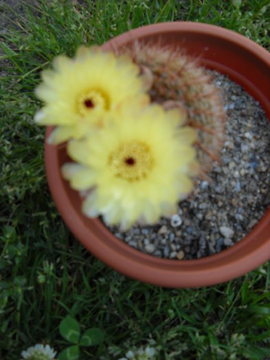 102 - Cactusi 2015-2020