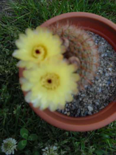 104 - Cactusi 2015-2020