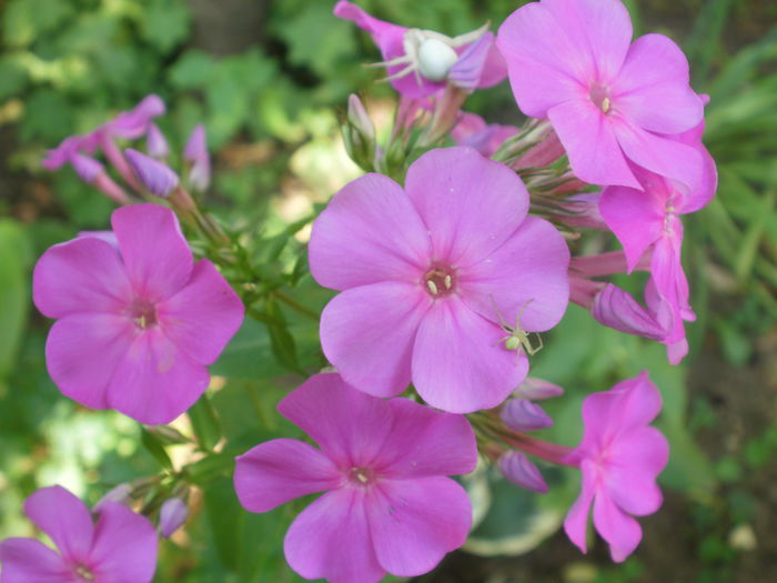  - Phlox