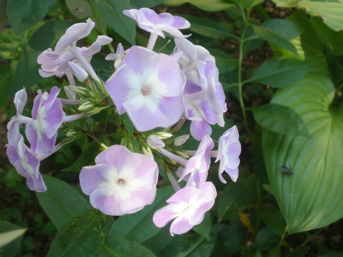 ' Katherine '