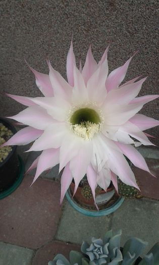 20150629_154335 - cactusi si suculente