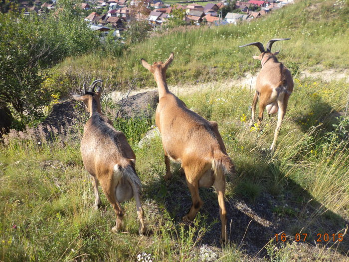 Coboram la drum - POZE FRUMOASE CU DE TOATE