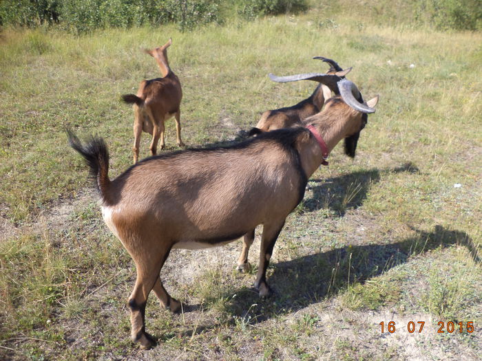 Cu Alpinele pe dealul vaii - POZE FRUMOASE CU DE TOATE