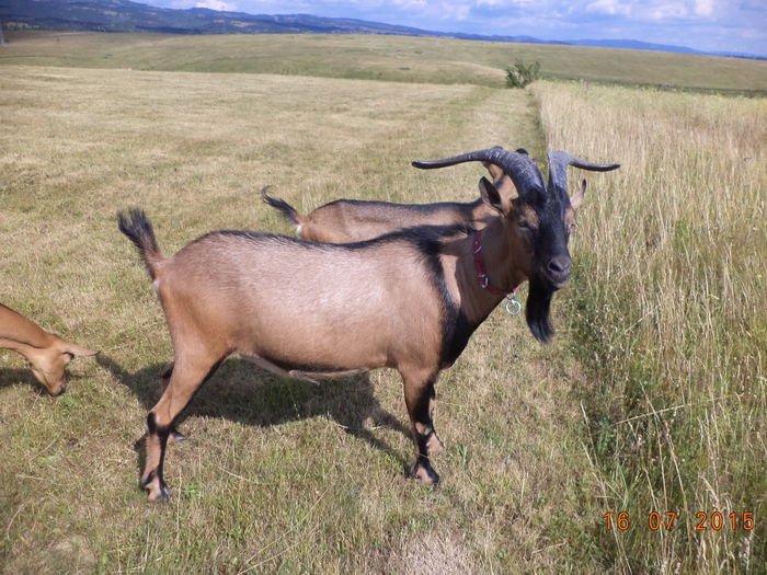 La plimbare pe deal cu Cezar