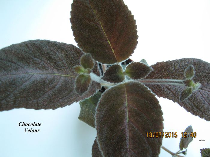 Chocolate Velour - Episcia_C