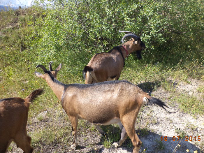 La salcia capreasca-4