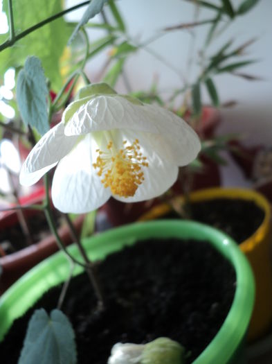 DSC08795 - Abutilon