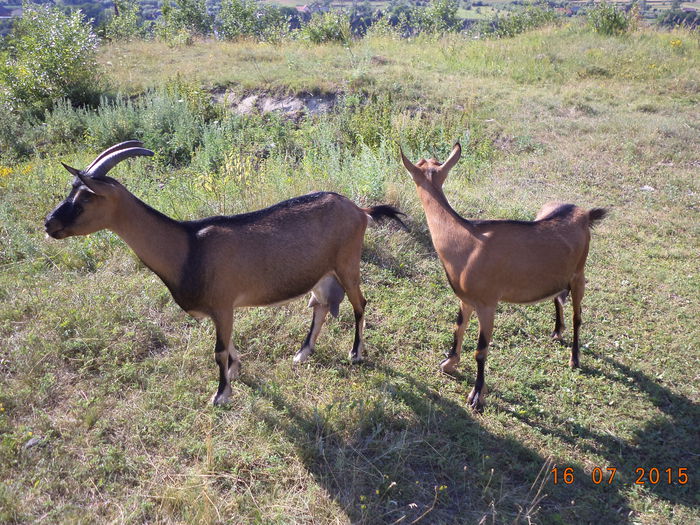 Nu sant asa flamande