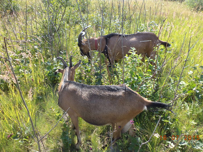 Plop tremurator si salcie